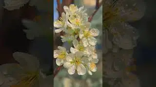 Марина Журавлëва | Черëмуха