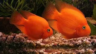 My Parrot Fish Laid Eggs [ 3rd Time Breed ] ll Fish Eggs Hatching Process in 3 Day