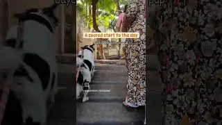sacred start of the day with our dog at daycare #dog #mumbai #petboarding