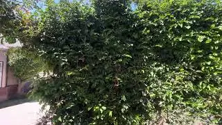 Perfect PRIVACY HEDGE / Calliandra