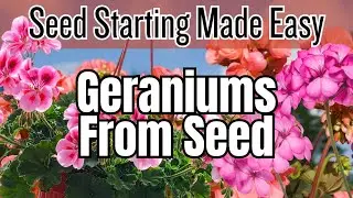 🌱 Выращивание герани из семян: пошаговая инструкция | Простая процедура выращивания из семян