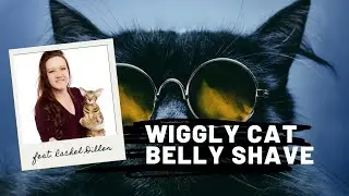 Sanitary & Belly Shave on a Wiggly Cat | Cat Grooming Demonstration with Rachel Diller, CFMG