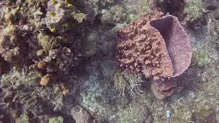 Roatan - Scuba Diving at Fish Den