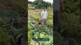 Harvest A Giant Cabbage 😀 #satisfying #short