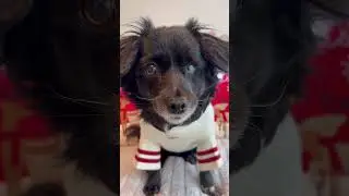 Will You Be My Friend | Big Little Dog