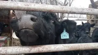 the cows on Dougherty farms