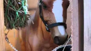 Breyer horse movie series EXCALIBUR'S DREAM, PART 2 is HERE!!!