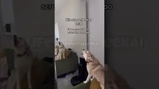 Rating Alaskan Klee Kai&rsquo;s Fiercest Enemies