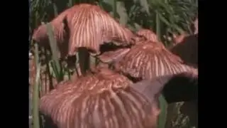 Os fungos  - Reino fungi