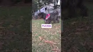 Arn&eacute;s Anti tirones para mascotas - Ideales para caminatas