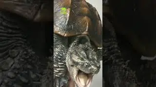 R&ugrave;a C&aacute; Xấu Qu&aacute;i Th&uacute; R&ugrave;a Nước Ngọt