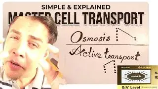 Diffusion, Osmosis & Active Transport