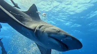 South Florida Shark Dives! DiveLogix Scuba Training and Support