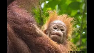 primates of borneo
