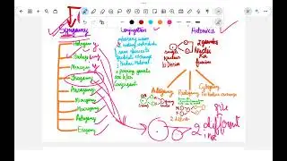 Types of Reproduction in protozoa detailed explanation 💫✨