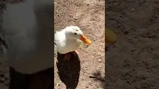 duck from all angles 360&deg; VR!!!