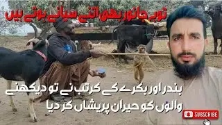 Monkey 🐒🐒 Aur Goat 🐐🐐 Ke Kartab!! Village life in Punjab Pakistan