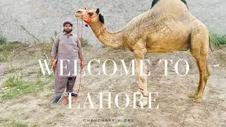 Shahpur Mandi Camel Update😀Welcome to Lahore 🛣️