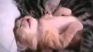 cathugs baby kitten having nightmare