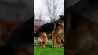 Shepherd Dog Saves Puppy from a Cougar Attack Heroic Rescue #dogrescue #wildlife #puppylove