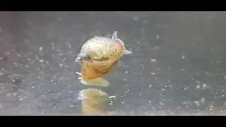 Snail Breeding Behavior..