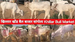 खिल्लार खोंड बैल बाजार सांगोला | Khillar Bull Market Sangola
