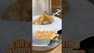 ¡Les compré a los gatos una cama con forma de donut!😂🍩🐈
