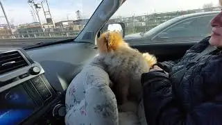 Adorable Mini Spitz Living in a Car: An Unusual Journey
