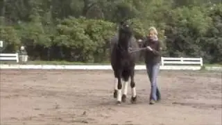 Traversale im Galopp an der Hand