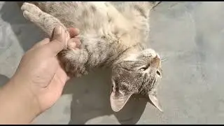 playing with cat . My cat is so cute and loyal 💞