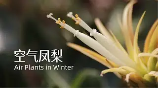 Plant Aesthetics | Responding to Light | Air Plants in Winter | 植物美学 | 冬日里的空气凤梨 | 以绽放回应时光的眷顾