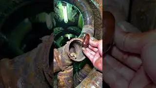 Slug creatures in the sewer systems. (1st December 2024)