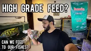 Very Low Price Fish Feed / High Grade Fish Feed Review and Comparison in Hindi/Urdu - Imran's World