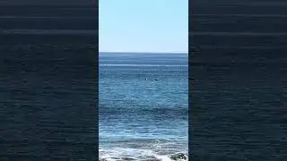 Baby Beach Dana Point Dolphins Swimming beautiful Pacific Ocean View