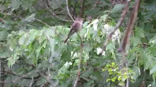 Into the Wild with Eastern Wood Pewees