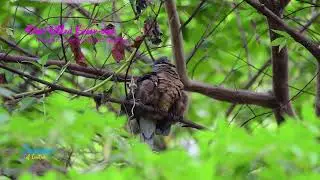 Short-billed Brown Dove With Fledglings