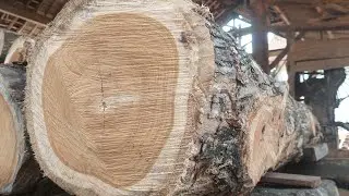  the best acacia sawmill 