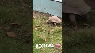 KECHWA RUNNING😯#short#youtubeshorts#KECHWA