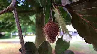 Copper Beech (Fagus sylvatica f. purpurea) - fruit - July 2018