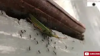 Black Ants Carrying dead Grasshopper to their nest #Ant#Grasshopper#Animalia