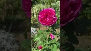 Big flower of hybrid plant #flowers #hybrid #gardening