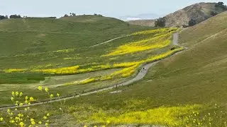 Biking Trail -  Milpitas Ed Levin Park - Sandy Wool Lake  | 4/24/2025
