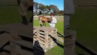 Goat Agility