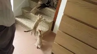 Chatons Nikita et le poulet cru 13.09.2017