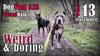 Weird Dog Vlog | Strange behavior of dog, as if it sees invisible #dogvlog #weirdvideo #weirdvideos