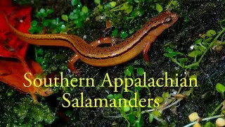 Southern Appalachian Salamander Herping