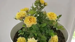 Meet and look at my beautiful miniature yellow rose! is more prettier in person!