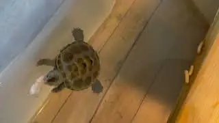 MALACLEMYS TERRAPIN TERRAPIN EST A SHRIMP.