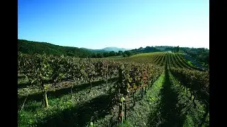 RFID success story nella cantina COLLEMASSARI | RFID GLOBAL by Softwork