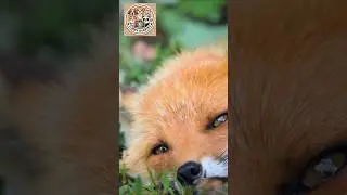 The Adorable and Enchanting Fox